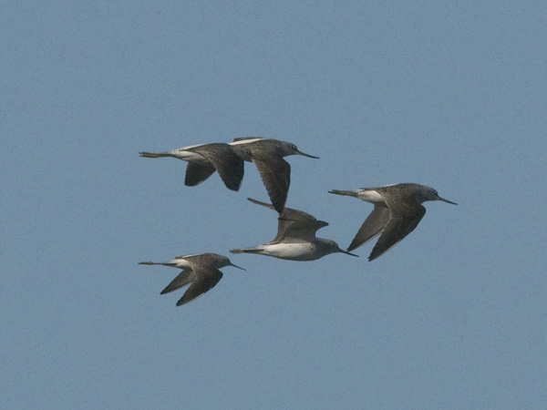 Lampiviklo, Marsh Sandpiper, Tringa stagnatilis